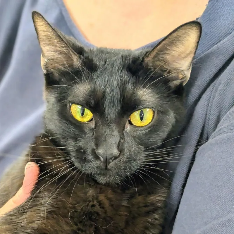 A young medium-sized female Black Domestic Short Hair cat named Cleopatra for adoption in Los Angeles, CA