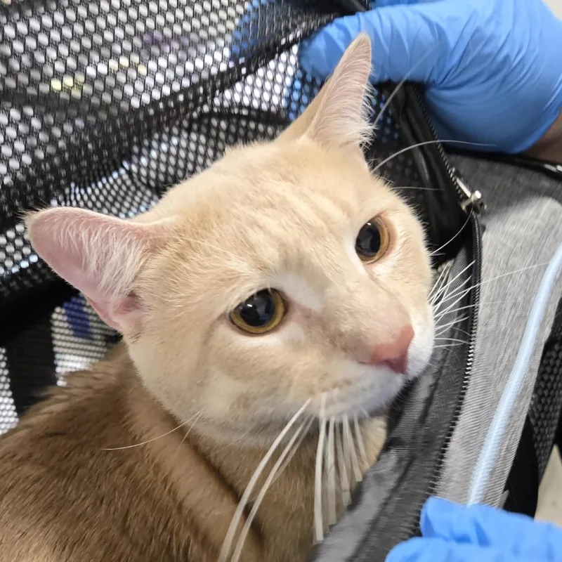 A young large-sized male Orange / Red Domestic Short Hair cat named Kahi for adoption in Newark, NJ
