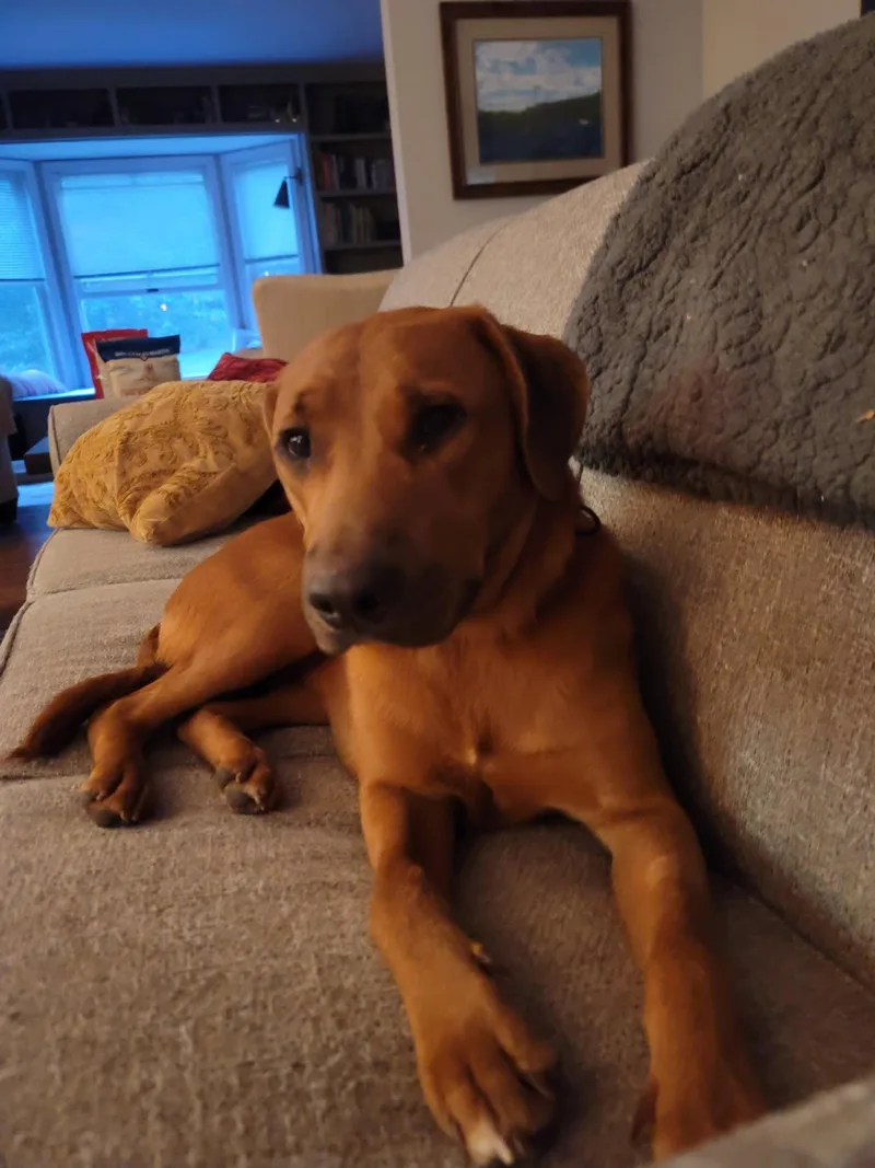 An adult medium-sized female Labrador Retriever dog named Amber for adoption in New Albany, OH