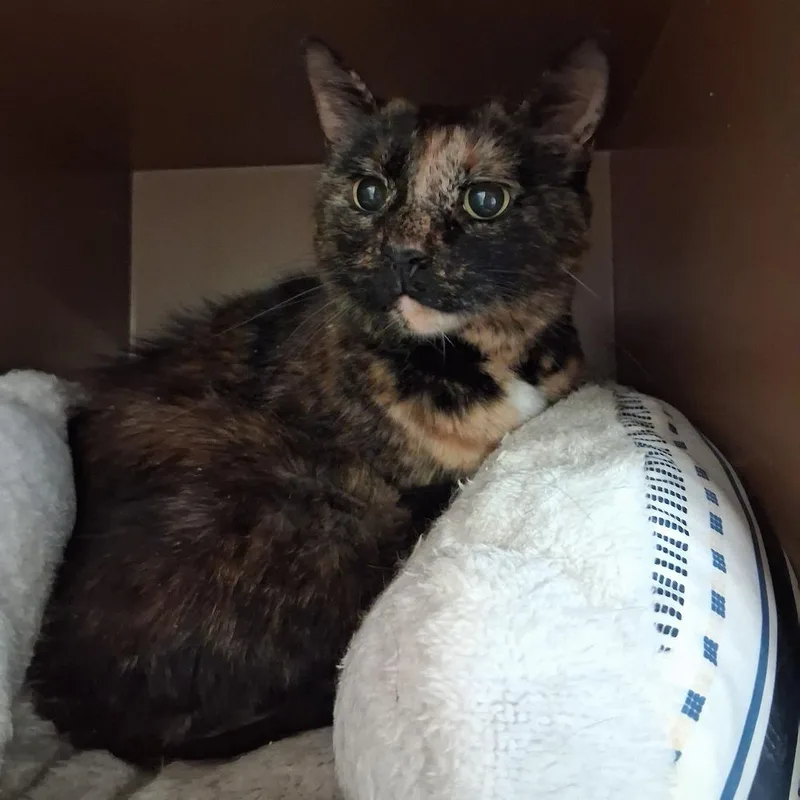 A senior small-sized female Tortoiseshell Domestic Short Hair cat named Ginger for adoption in Middlebury, VT