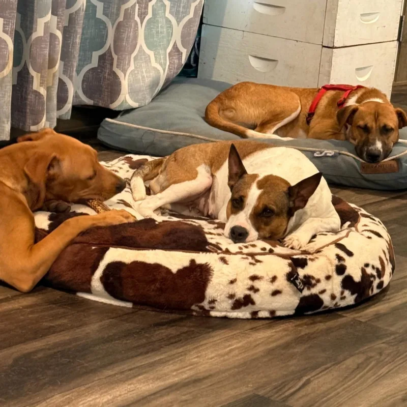 An adult medium-sized female American Staffordshire Terrier dog named Paige for adoption in CORPUS CHRISTI, TX