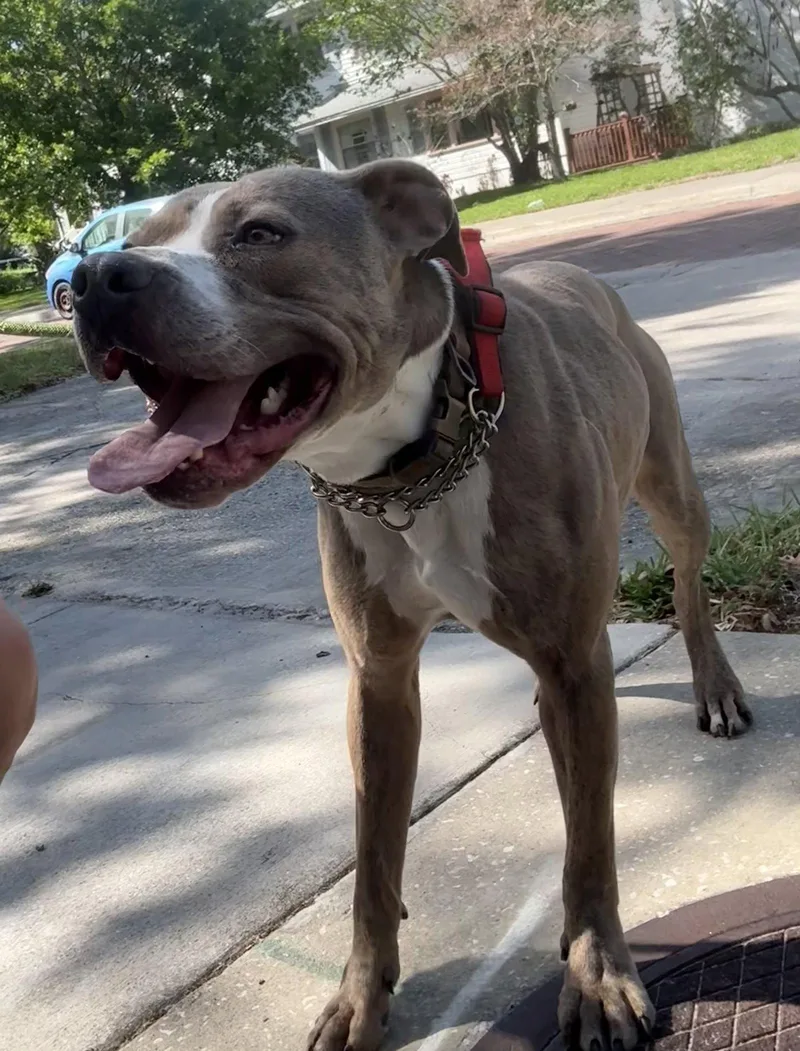 An adult medium-sized male Catahoula Leopard Dog dog named Buddy for adoption in Sanford, FL