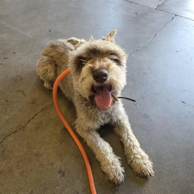 Elliott