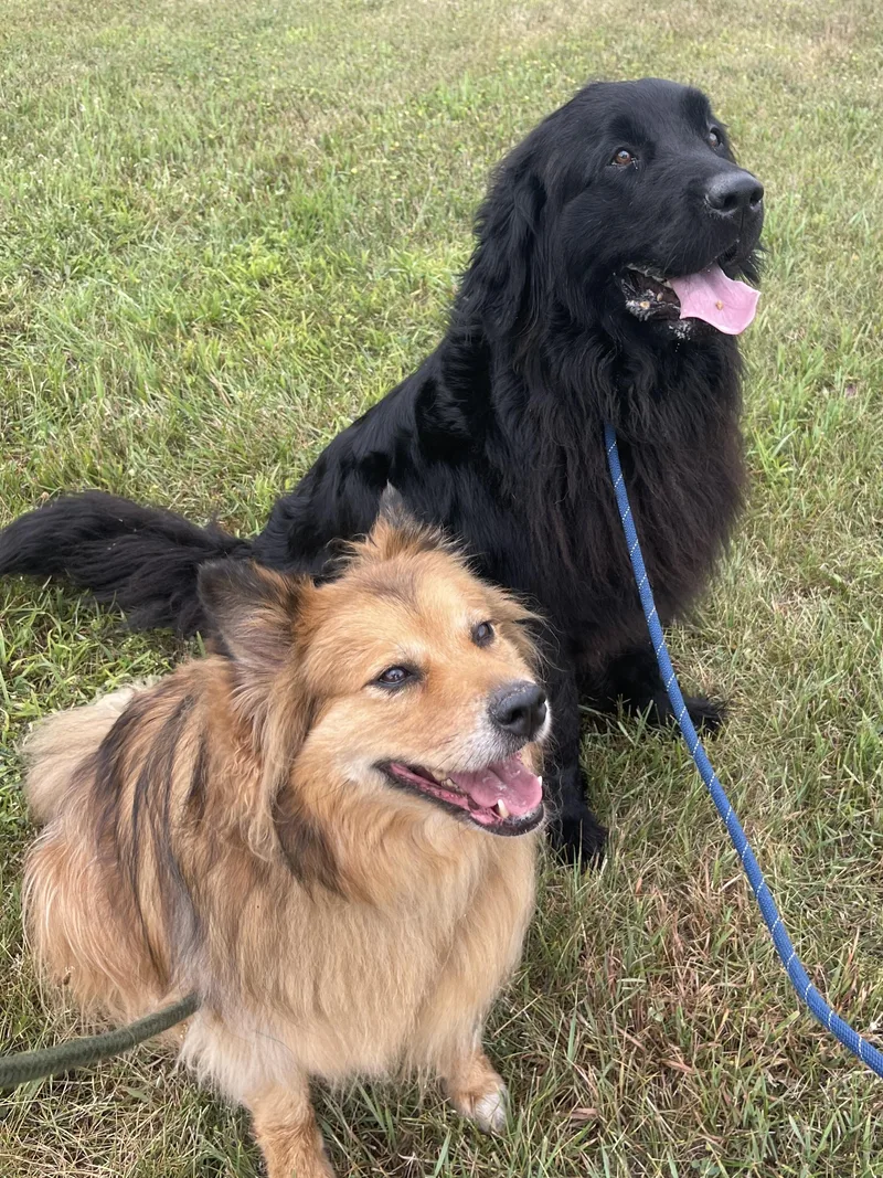 An adult extra large-sized female Black Newfoundland Dog dog named Mishka and Apollo for adoption in Allegan, MI