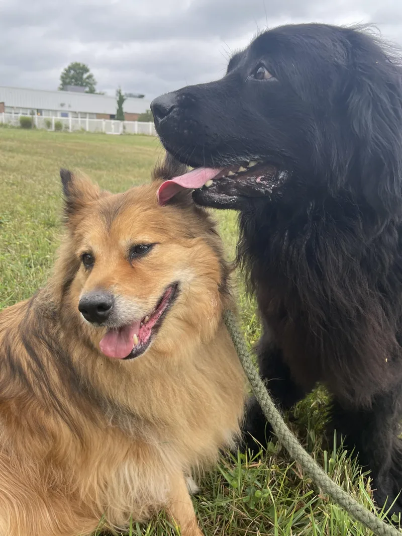 Mishka and Apollo thumbnail 2