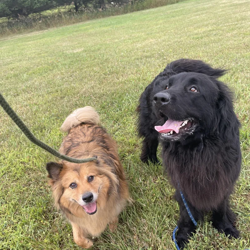 Mishka and Apollo thumbnail 3