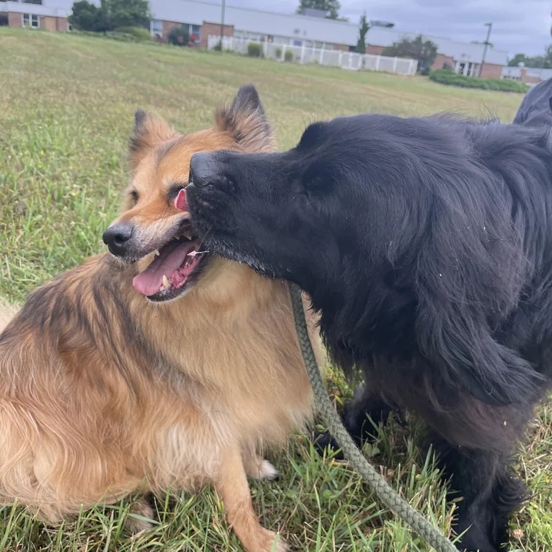 Mishka and Apollo thumbnail 4
