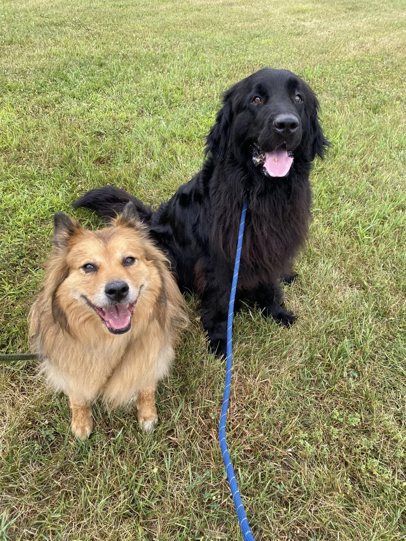 Mishka and Apollo thumbnail 5