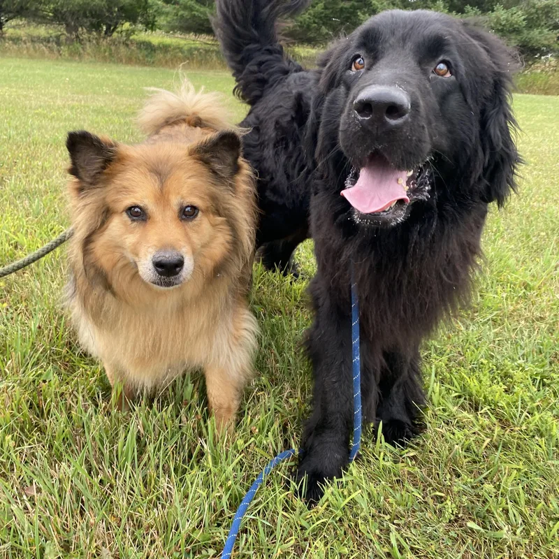 Mishka and Apollo thumbnail 6