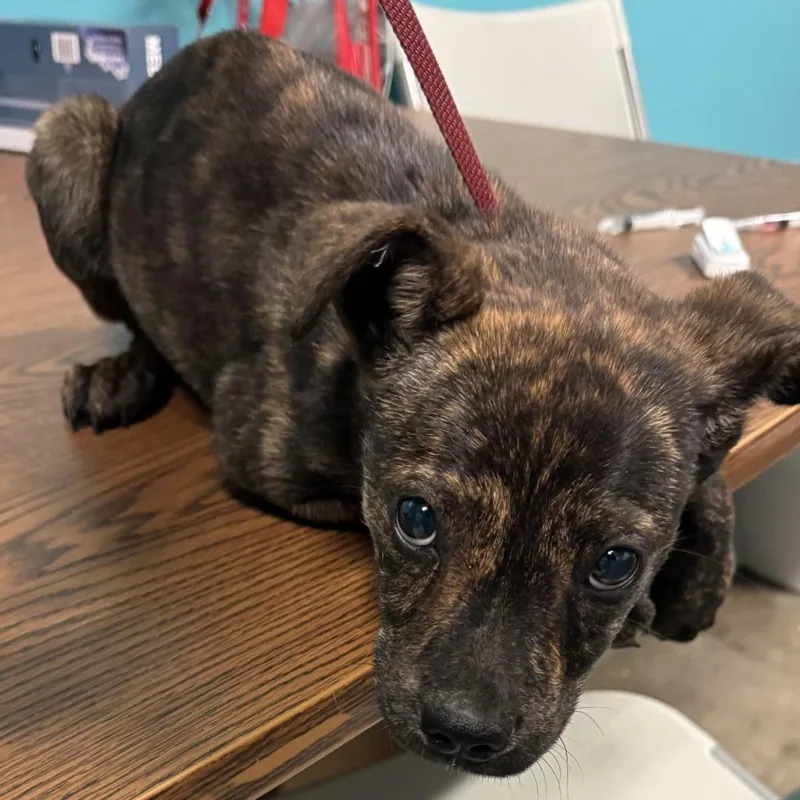 A young small-sized female Brindle Chow Chow dog named Paisley for adoption in Columbus, GA