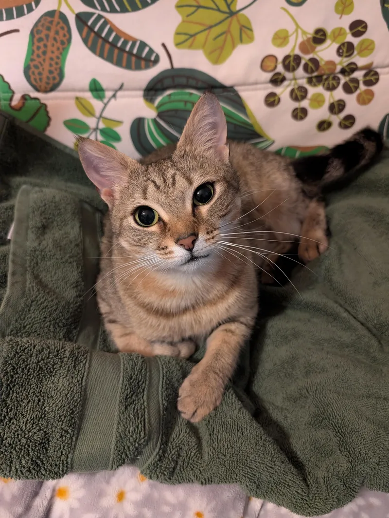 A young medium-sized female Tabby (Gray / Blue / Silver) Tabby cat named Zoe for adoption in Richmond, VA