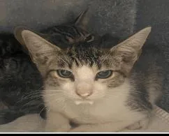 A baby small-sized male Domestic Short Hair cat named Mike for adoption in Largo, FL