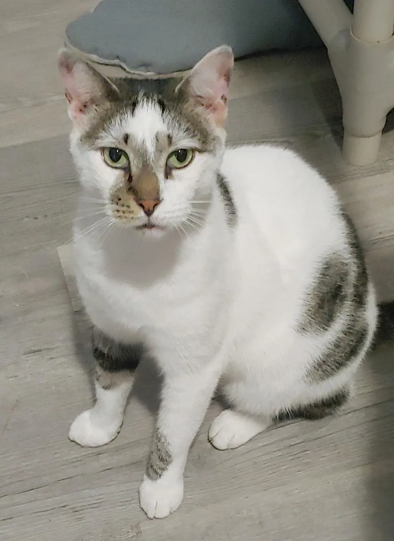 An adult medium-sized male Domestic Short Hair cat named Pretty Boy for adoption in Pompano Beach, FL