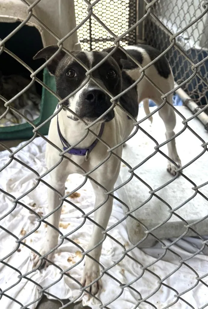 A young large-sized female Terrier dog named Princess for adoption in Saint Clairsville, OH