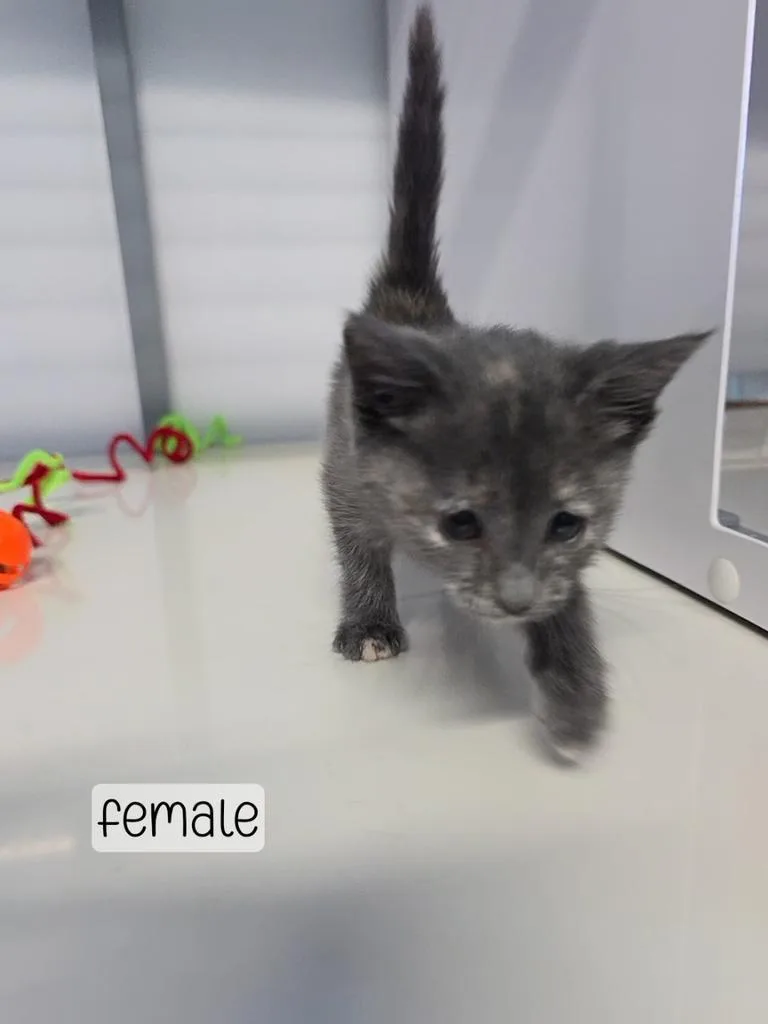 A baby medium-sized male Domestic Short Hair cat named Sriracha for adoption in Holbrook, AZ