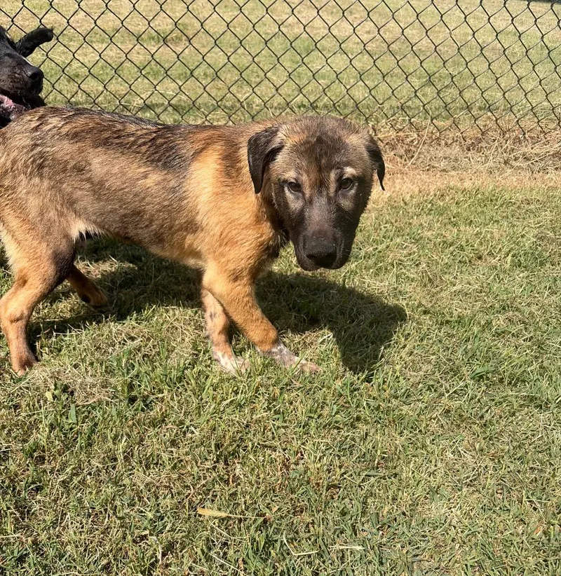 A baby small-sized male Mixed Breed dog named Pup for adoption in Gallatin, TN
