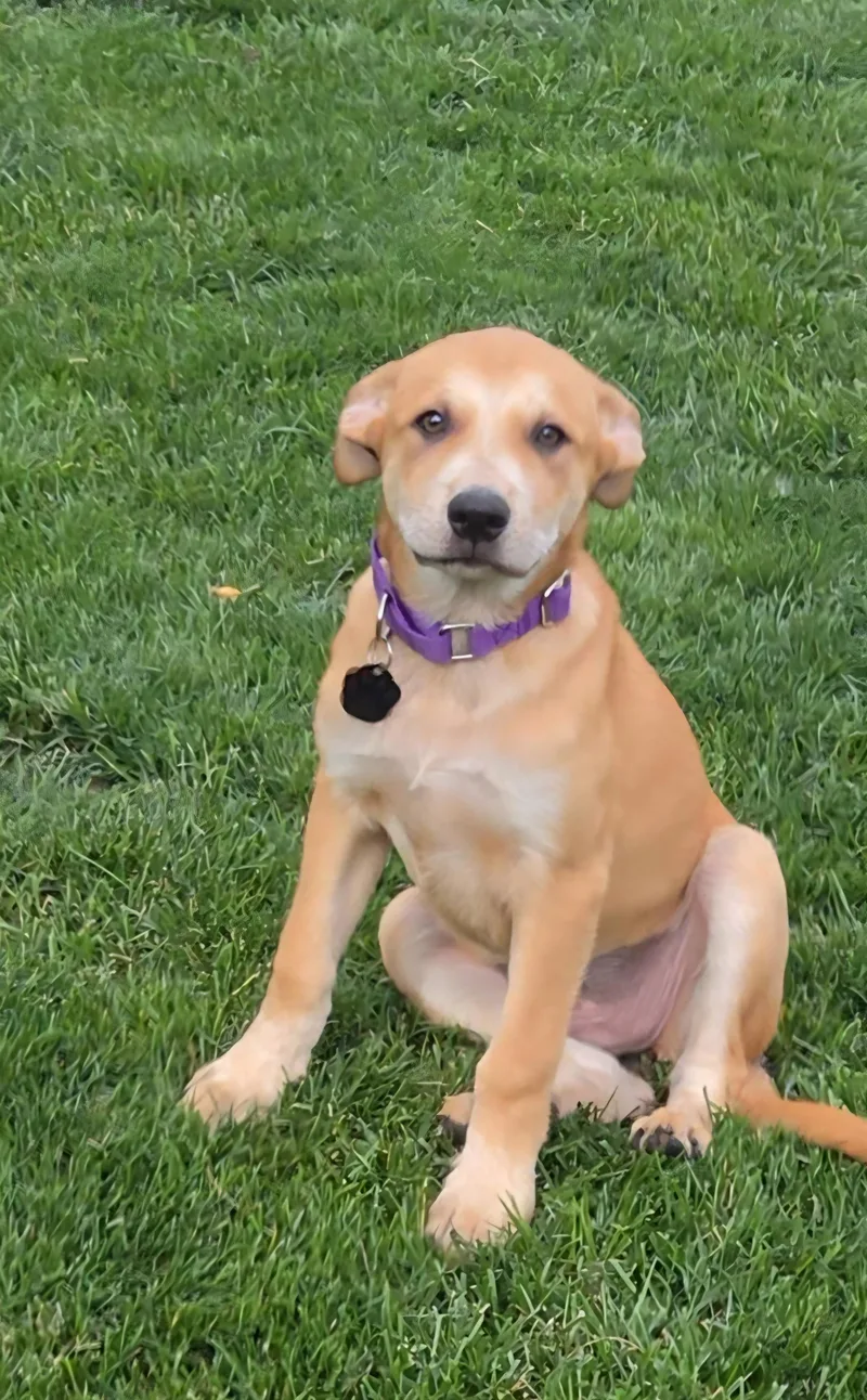A baby large-sized female Golden Mixed Breed dog named Poppy for adoption in LEMONT, IL