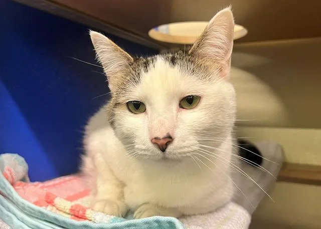 An adult large-sized female Domestic Short Hair cat named Luna for adoption in Norfolk, VA