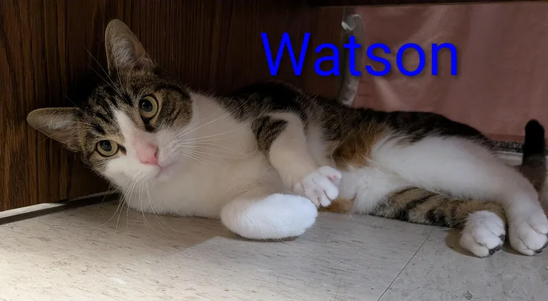 An adult medium-sized male Tabby (Buff / Tan / Fawn) Tabby cat named Watson for adoption in Frederick, MD