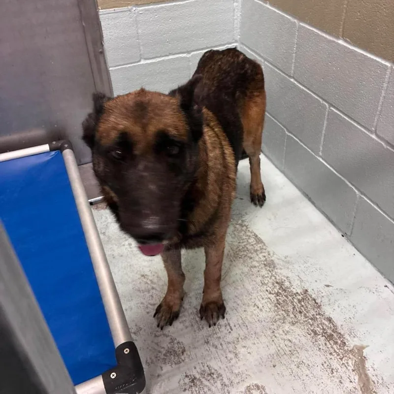 An adult medium-sized male German Shepherd Dog dog named Dorky for adoption in Bastrop, TX