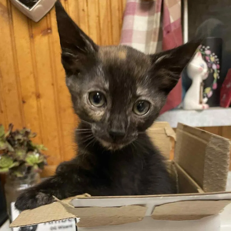 A young small-sized female Tortoiseshell Domestic Short Hair cat named Penny for adoption in Hemet, CA