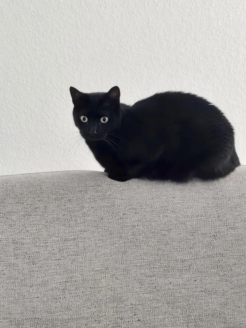A baby medium-sized female Black Bombay cat named Tallulah for adoption in Houston, TX