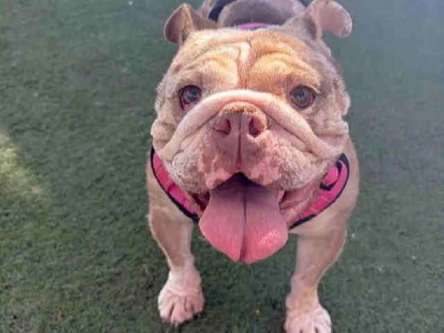 An adult medium-sized female English Bulldog dog named Coco for adoption in Carlsbad, CA