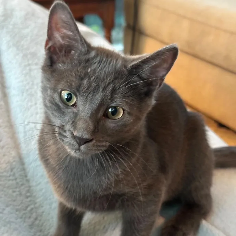 A baby small-sized male Gray / Blue / Silver Domestic Short Hair cat named Gemini for adoption in Ashland, VA