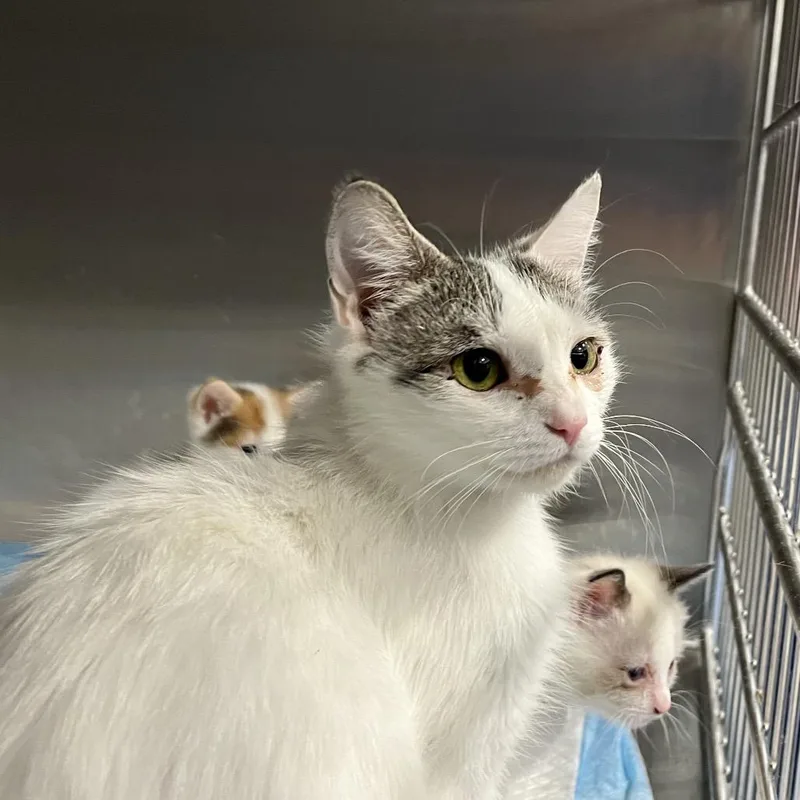 An adult medium-sized female White Domestic Short Hair cat named Lil Momma for adoption in Greensboro, NC