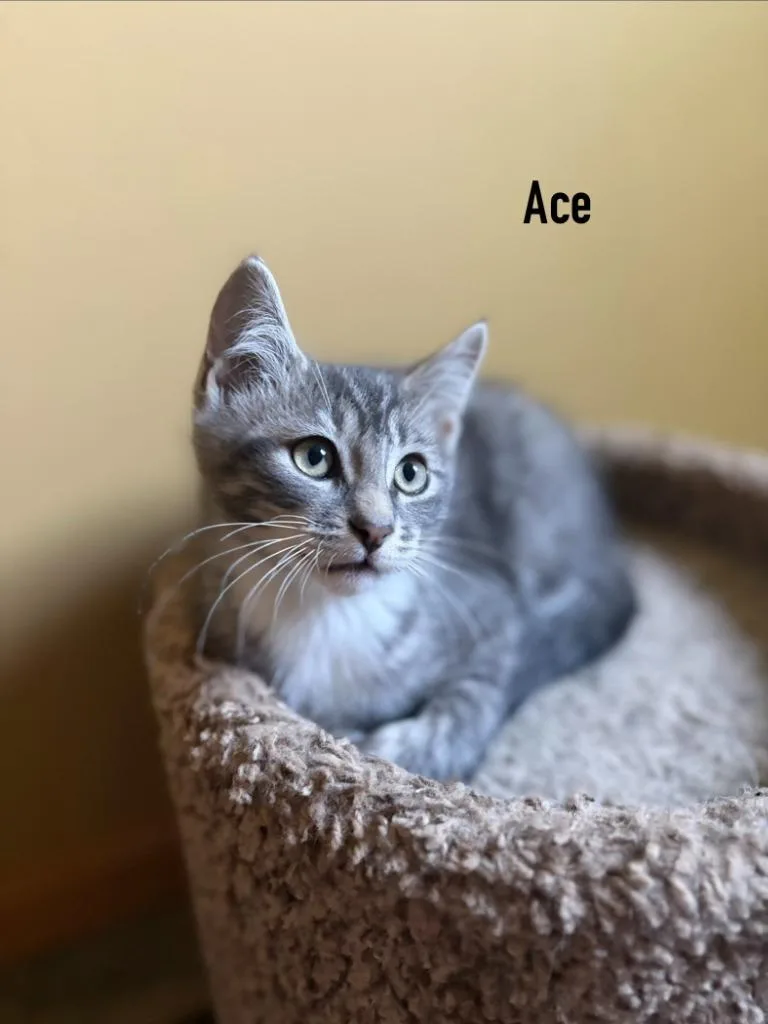 A baby small-sized male Domestic Short Hair cat named Ace for adoption in Minneapolis, MN
