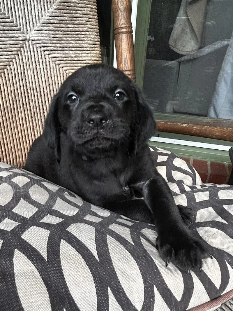 Rallo
