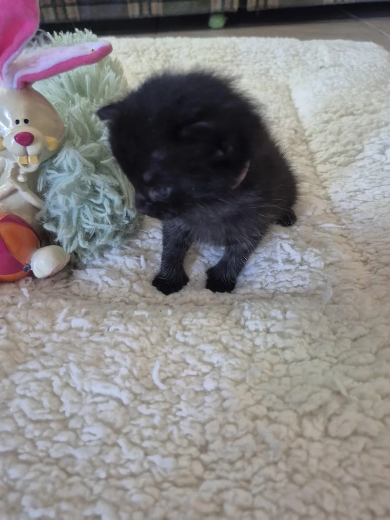 A baby medium-sized female Black Manx cat named Luella for adoption in Magnolia Springs, AL