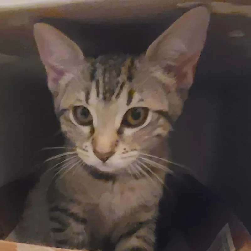 A baby small-sized female Brown / Chocolate Domestic Short Hair cat named Moxie for adoption in Long Beach, CA