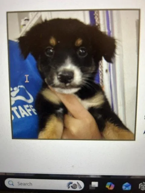 A baby medium-sized male Australian Shepherd dog named Lorenzo for adoption in Jenkintown, PA