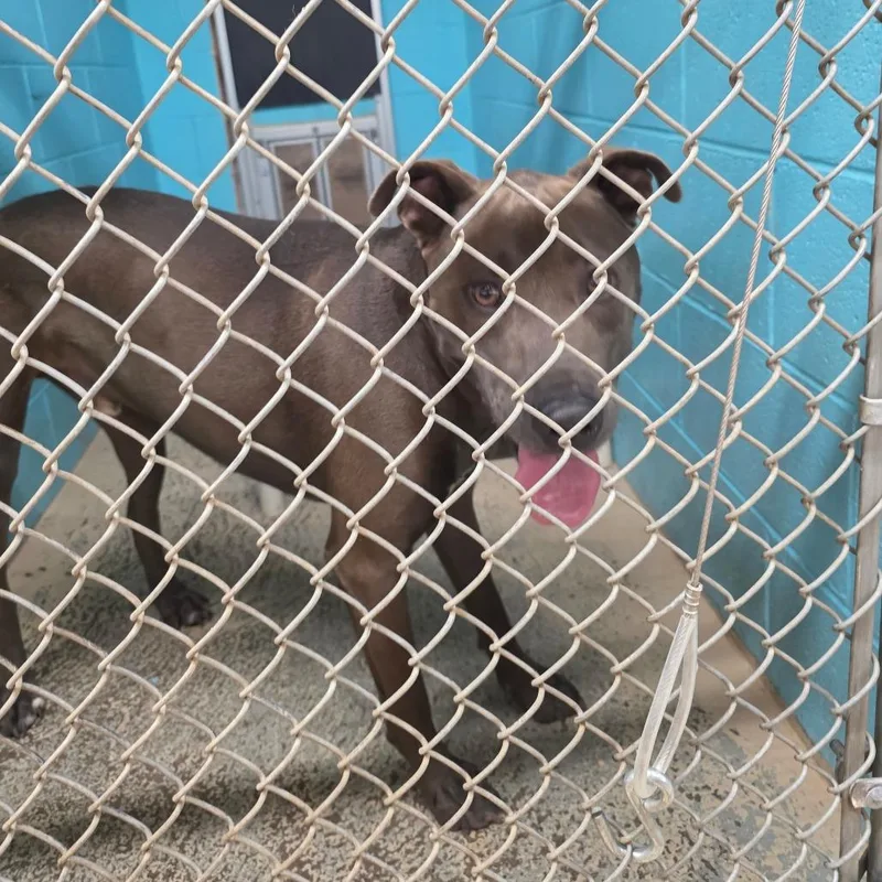 An adult large-sized male Labrador Retriever dog named Smokey for adoption in Mount Shasta, CA