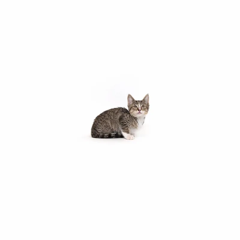 A baby small-sized female Black Domestic Short Hair cat named Potato for adoption in Playa Vista, CA