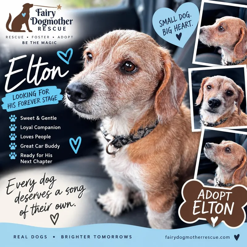 An adult small-sized male Dachshund dog named Elton for adoption in Yukon, OK