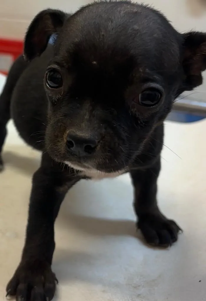 A baby small-sized female Chihuahua dog named Tootsie for adoption in Elizabethton, TN
