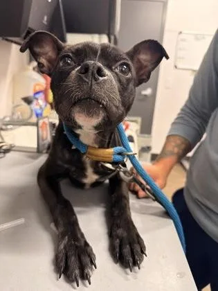 Gigi