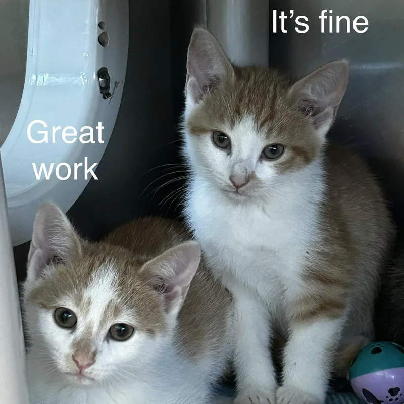 A baby small-sized male White Domestic Short Hair cat named It's Fine for adoption in Spruce Pine, NC