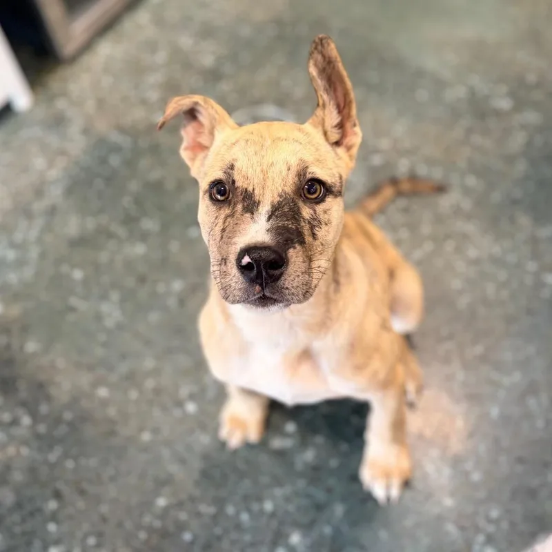 A baby small-sized male Catahoula Leopard Dog dog named Camo for adoption in Chico, CA