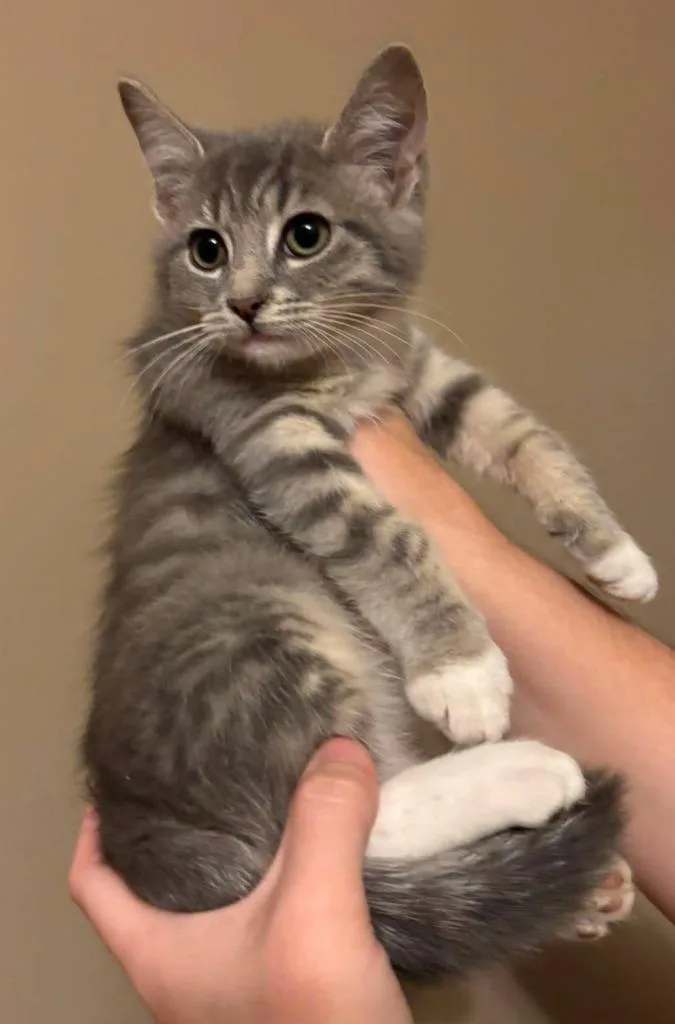 A baby small-sized male Domestic Short Hair cat named Ken for adoption in Rutherfordton, NC
