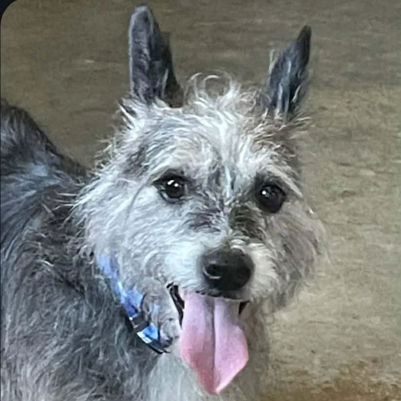A senior small-sized male Gray / Blue / Silver Jack Russell Terrier dog named Jack for adoption in Shawnee, KS