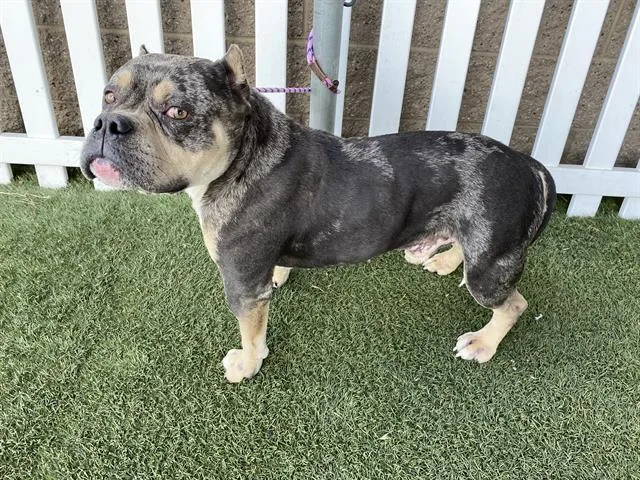 An adult large-sized male American Bulldog dog named A for adoption in Modesto, CA
