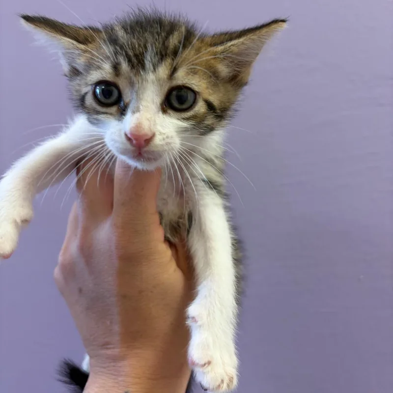 A baby small-sized male Brown / Chocolate Domestic Short Hair cat named Polo for adoption in Webster, TX