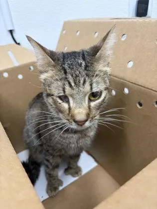 A baby small-sized male Domestic Short Hair cat named Vexen for adoption in West Chester, PA