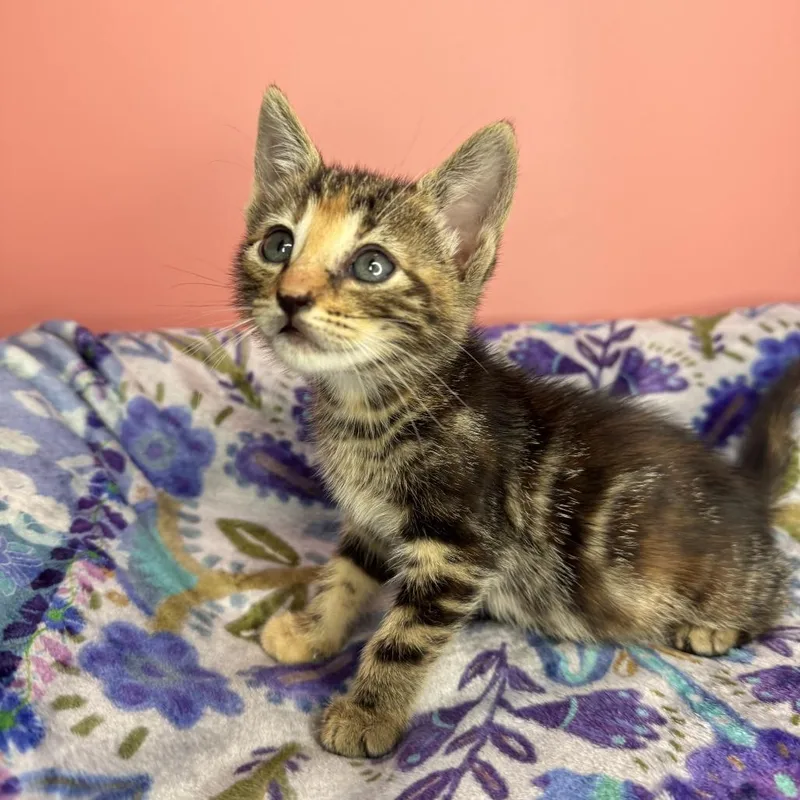 A baby small-sized female Brown / Chocolate Domestic Short Hair cat named Tupelo for adoption in San Antonio, TX