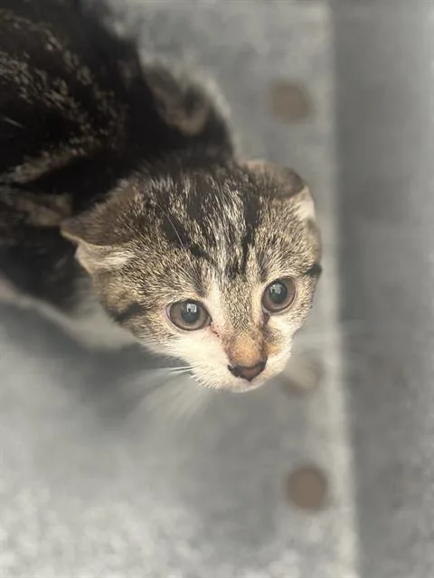 A baby medium-sized female Domestic Short Hair cat named Bonnie for adoption in Dallas, TX