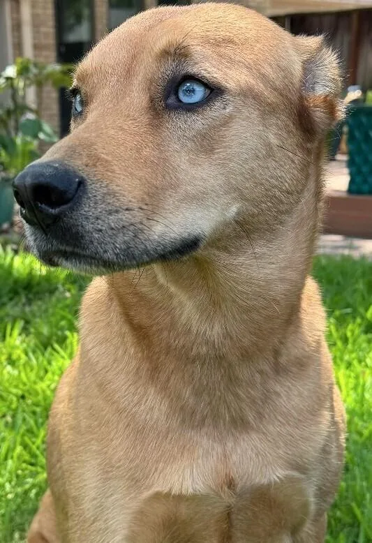 An adult medium-sized female Brown / Chocolate Mixed Breed dog named Carly for adoption in Dallas, TX