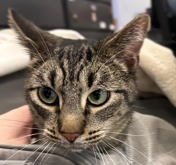 An adult small-sized male Domestic Short Hair cat named Bubba Bonded Buddies for adoption in Des Moines, IA